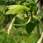 Orchidée fleure de Vanille