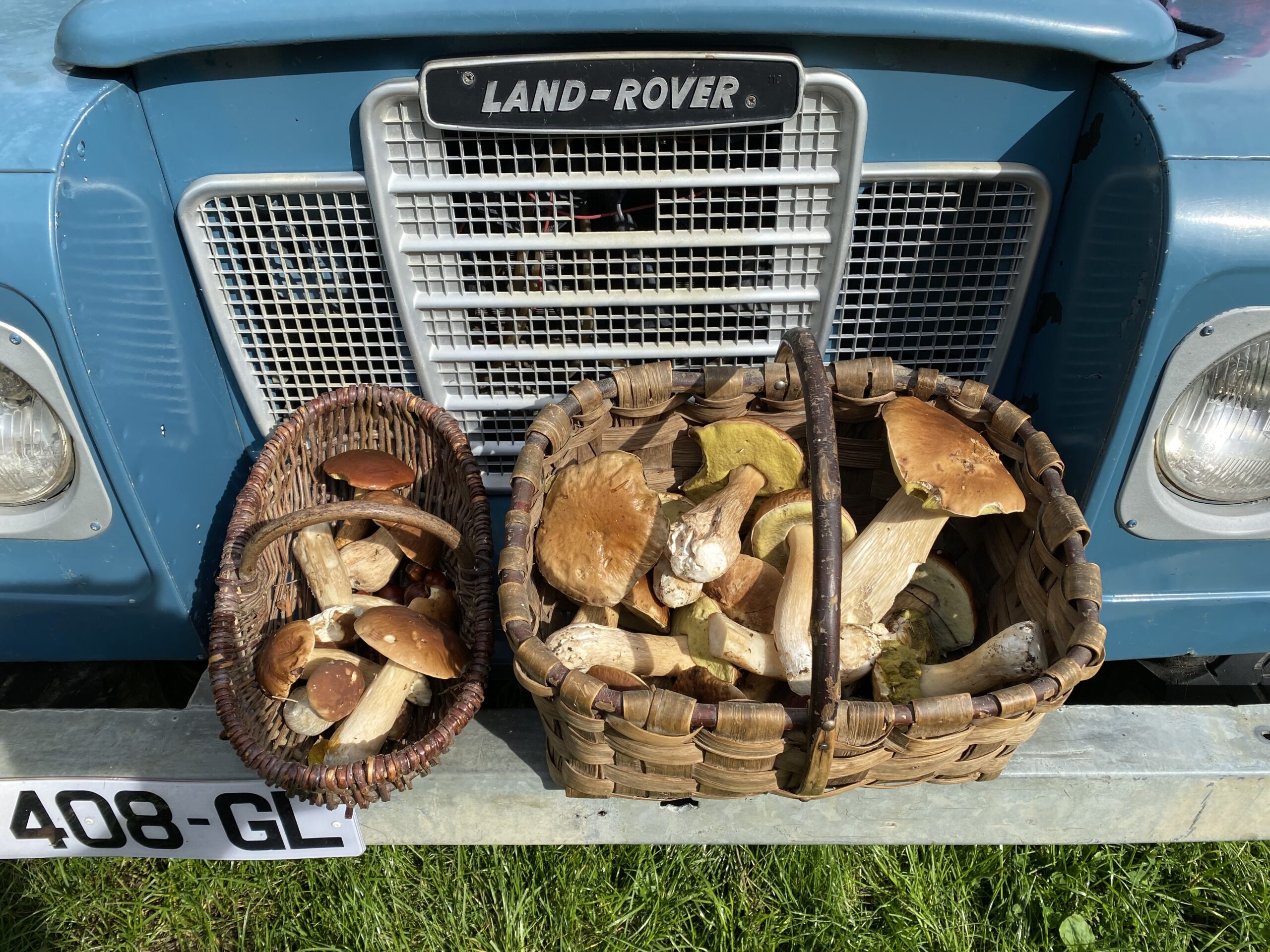 Les champignons